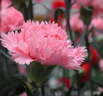Flower Riviera