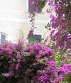 Floriculture in Liguria