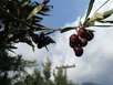 Taggiasca Olives