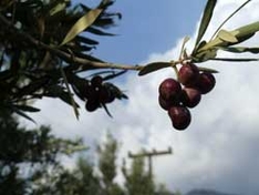 Taggiasca Olives
