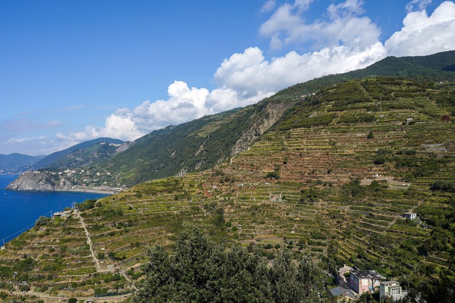 Vineyard terraces above Manarola toward Volastra