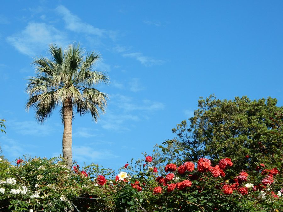 Parchi di Nervi with historic villa gardens and lush planting