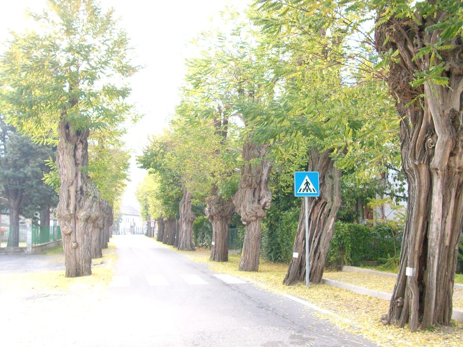 Baumbestandene Straße bei Giusvalla in Ligurien