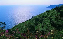 Landscapes of Liguria