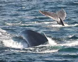 Whale Watching in Liguria